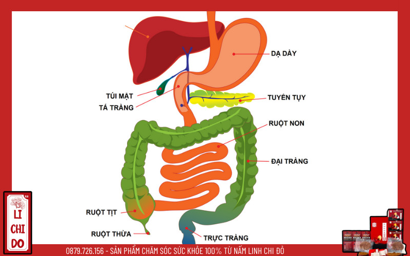 Nấm Linh Chi Hỗ Trợ Hệ Tiêu Hóa